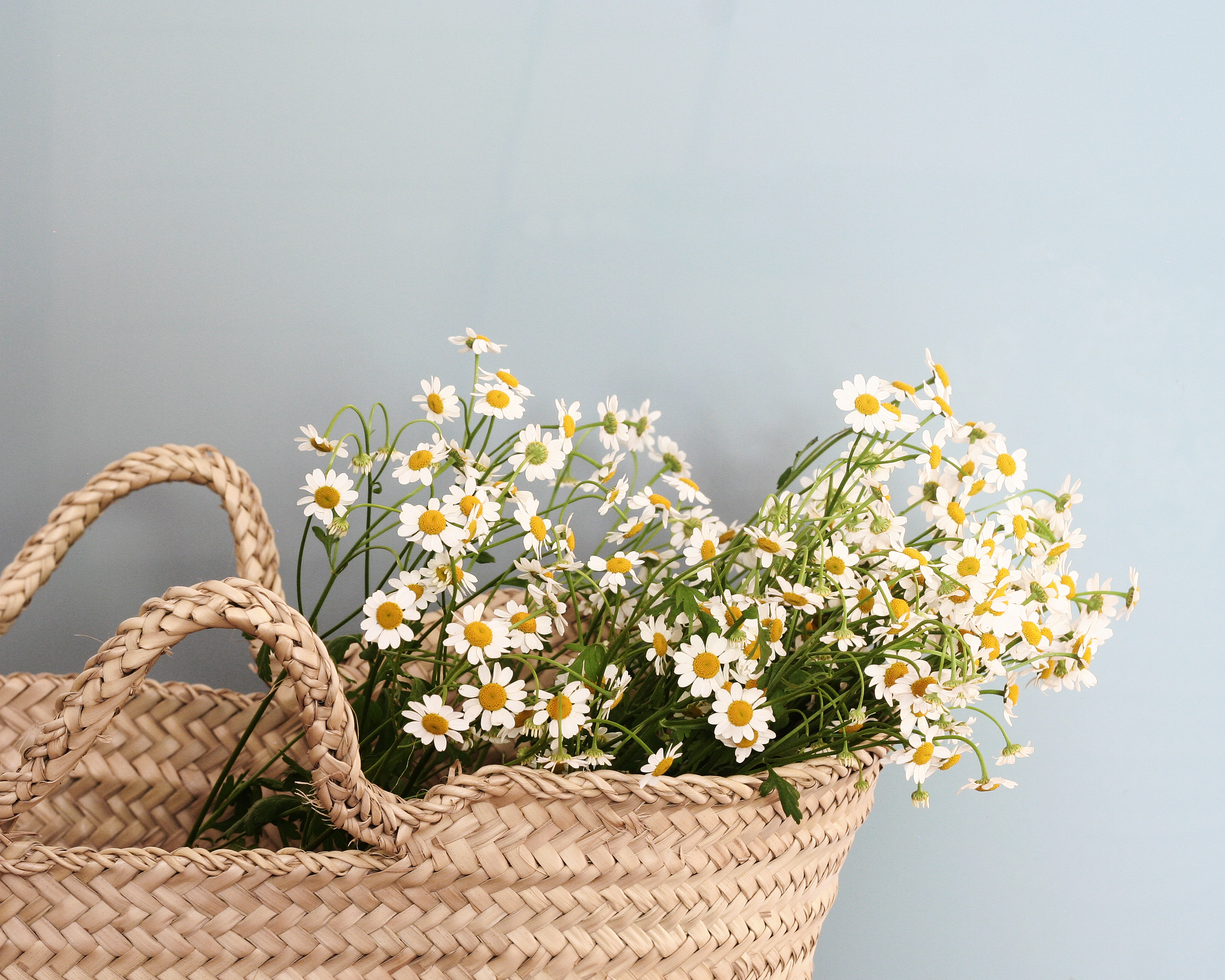 basket_chamomile.png