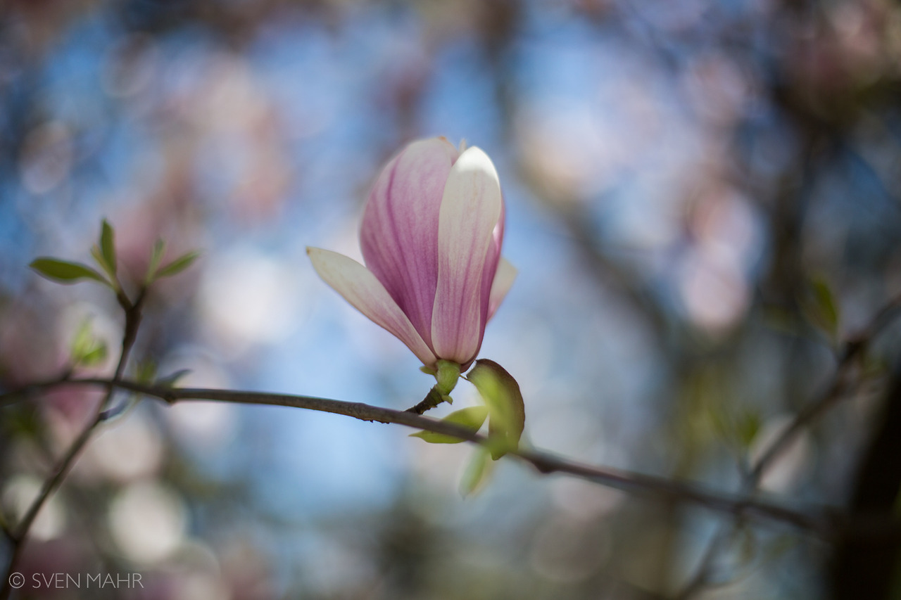 magnolia3.jpeg