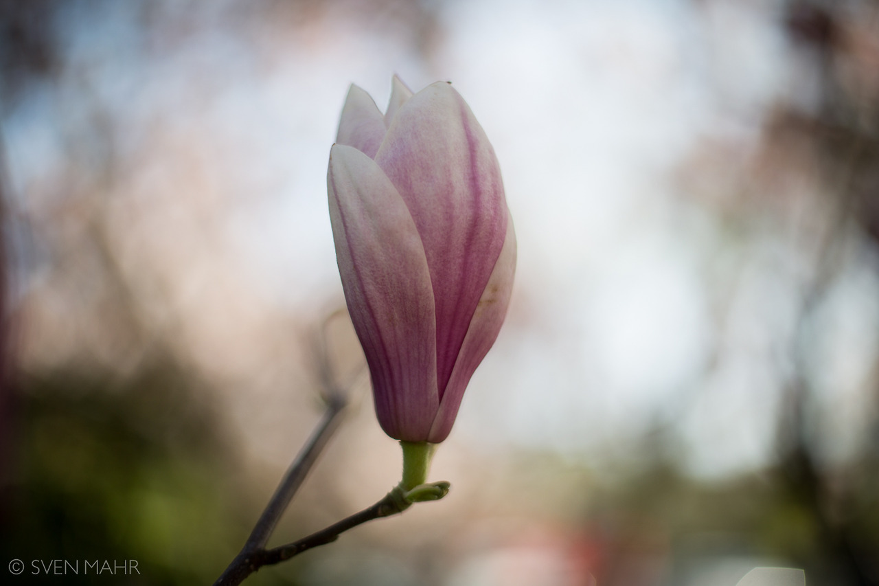 magnolia5.jpeg