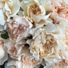 IMG_3992.jpeg