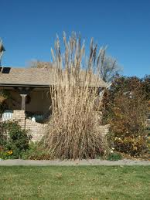 Pampas grass. It gets even bigger!