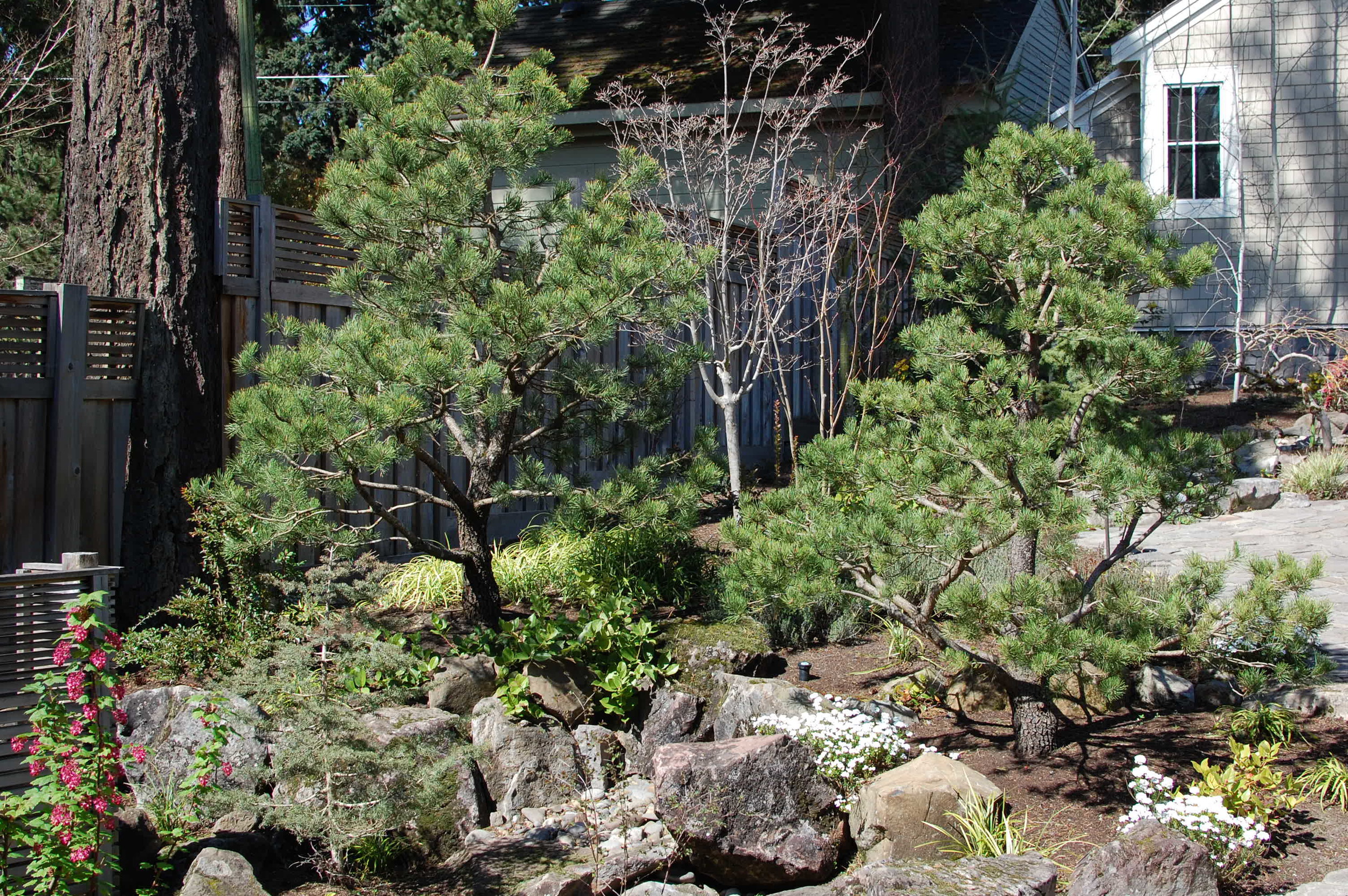 boulders-shore-pines.JPG