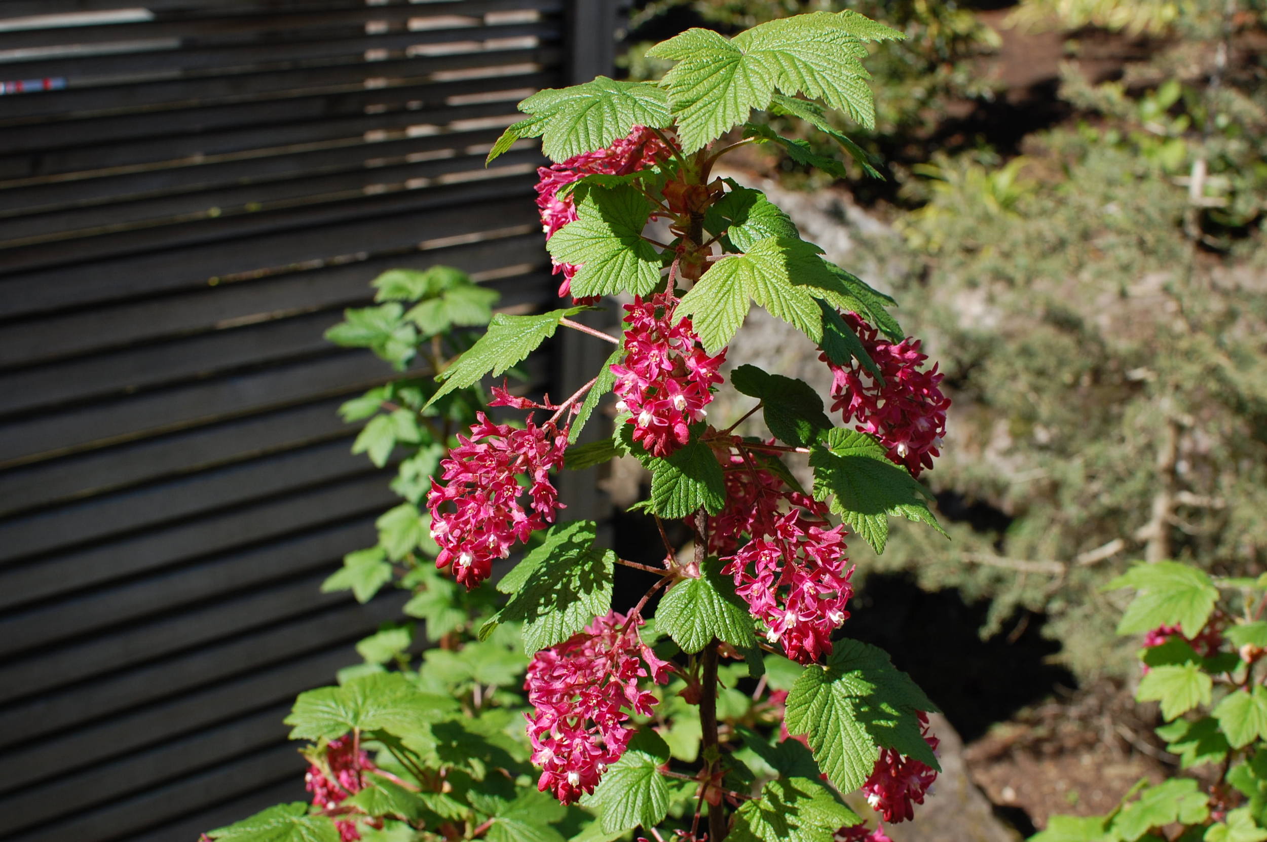 native-currant-flowers.JPG