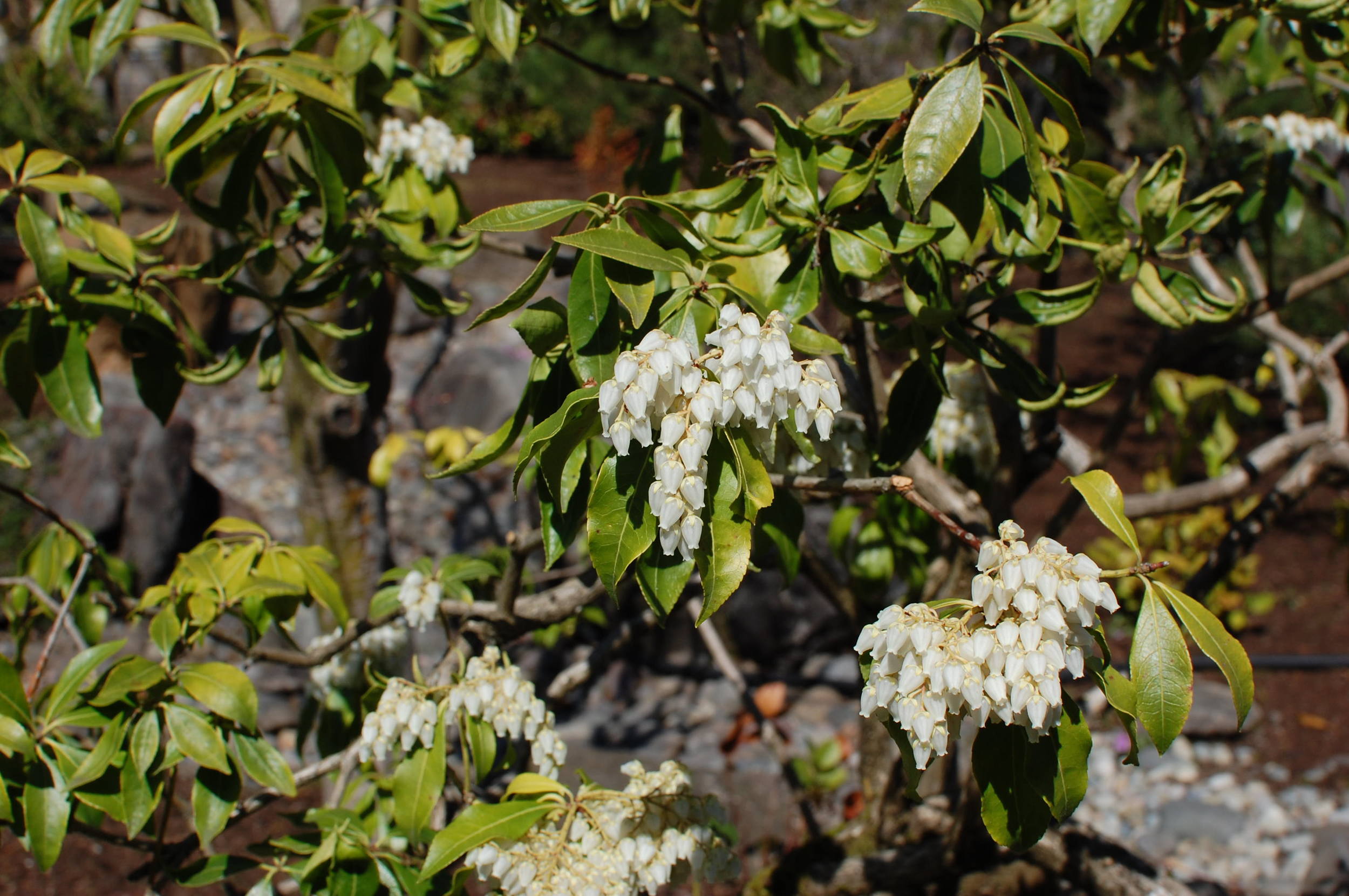 pieris-flowers-lake-oswego.JPG