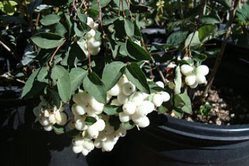 10 Winter-Flowering Plants for Your Pacific Northwest Garden — Clean Water  Grow Plant Food