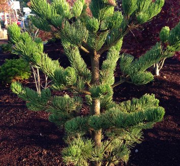 Oregon Green Austrian Pine