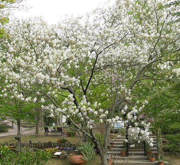 Serviceberry