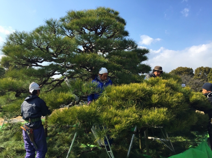 pruning-japanese-pine-trees.jpg