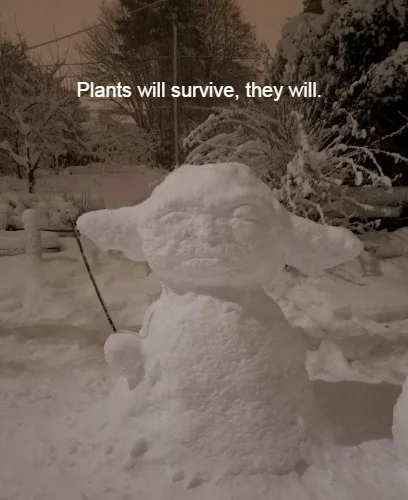 plants in snow