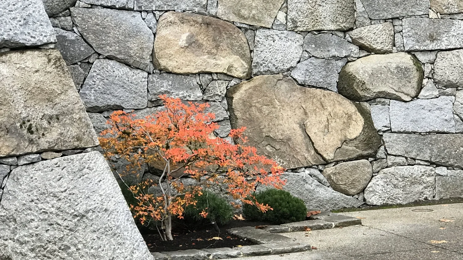 The Zagunis Castle Wall and a white enkianthus.