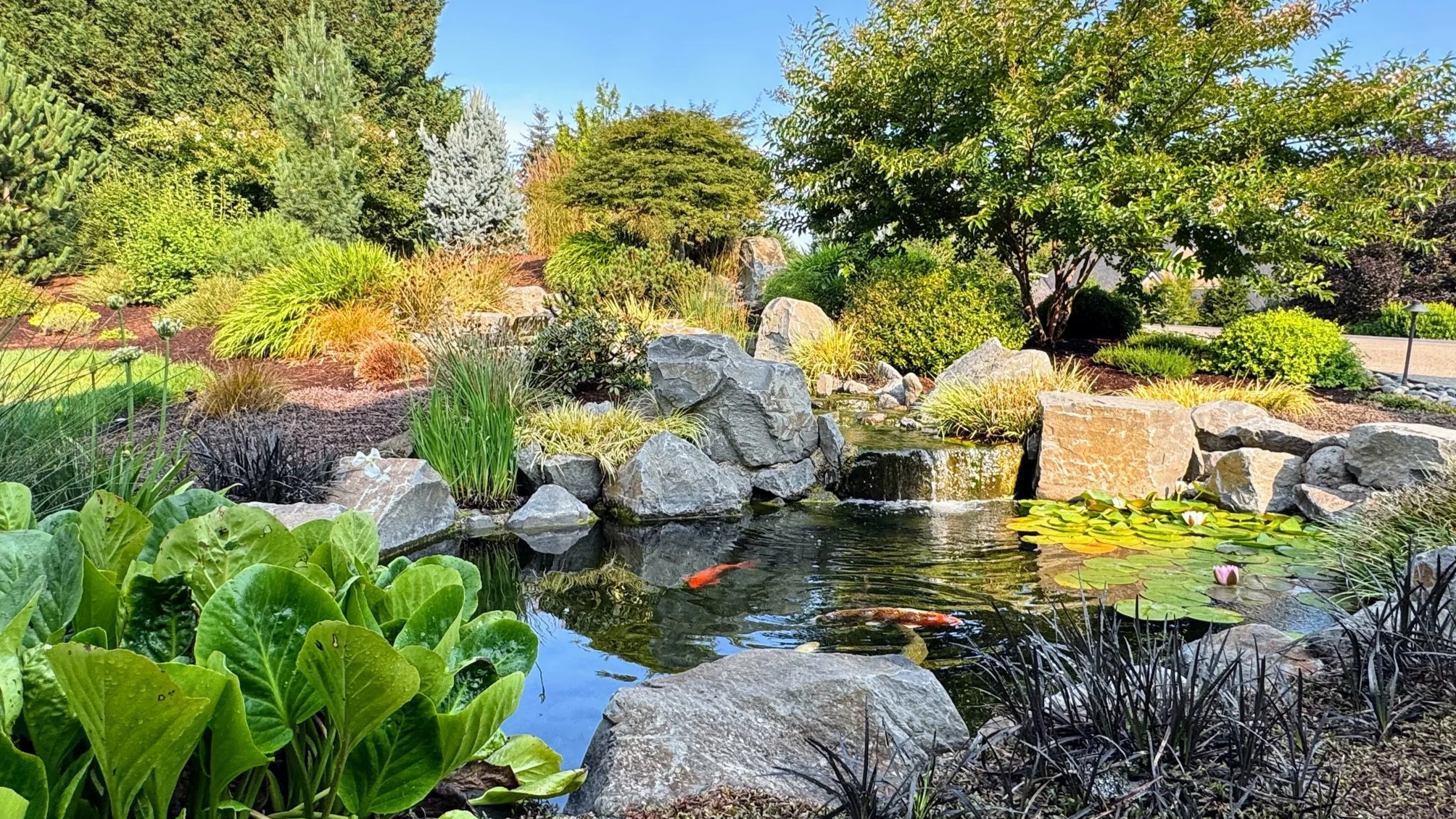 Oregon City, OR koi pond by Ross NW Watergardens