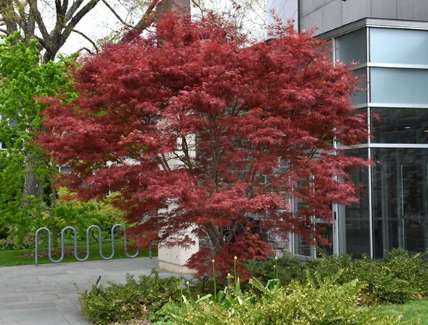 Japanese maple focal point lighting