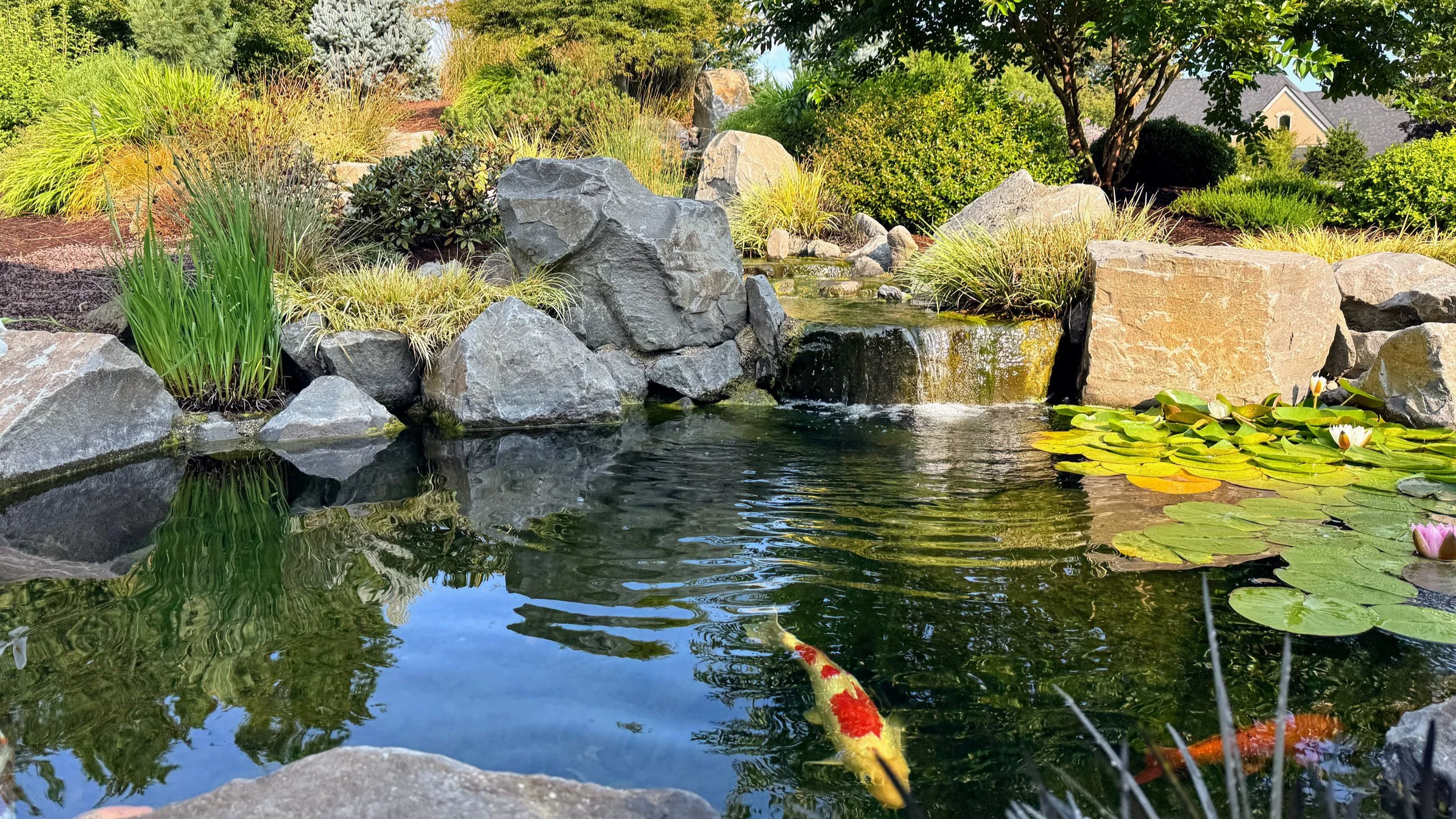Ross NW Watergardens