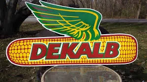 dekalb seed corn kernels.jpg