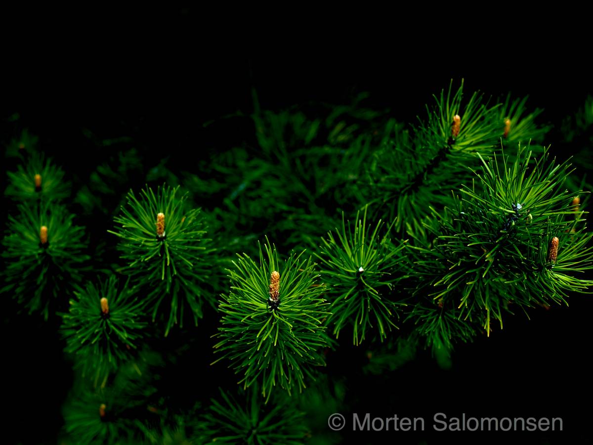 CF000033-MortenSalomonsen.jpg