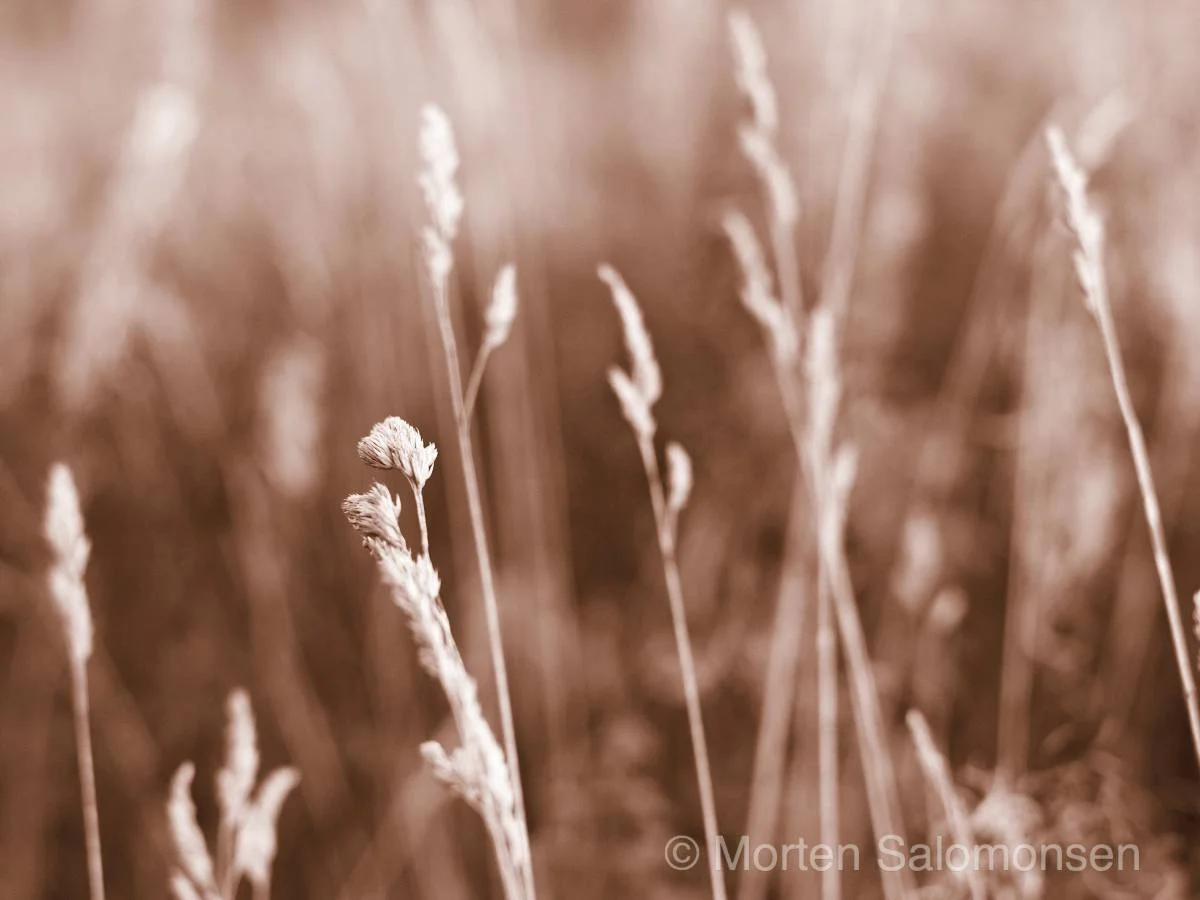 Transient