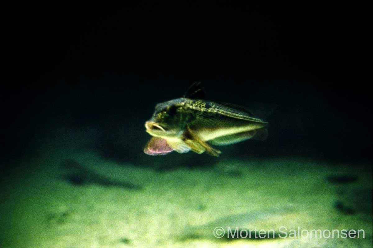 Akvariet_i_Bergen_ulke.jpg