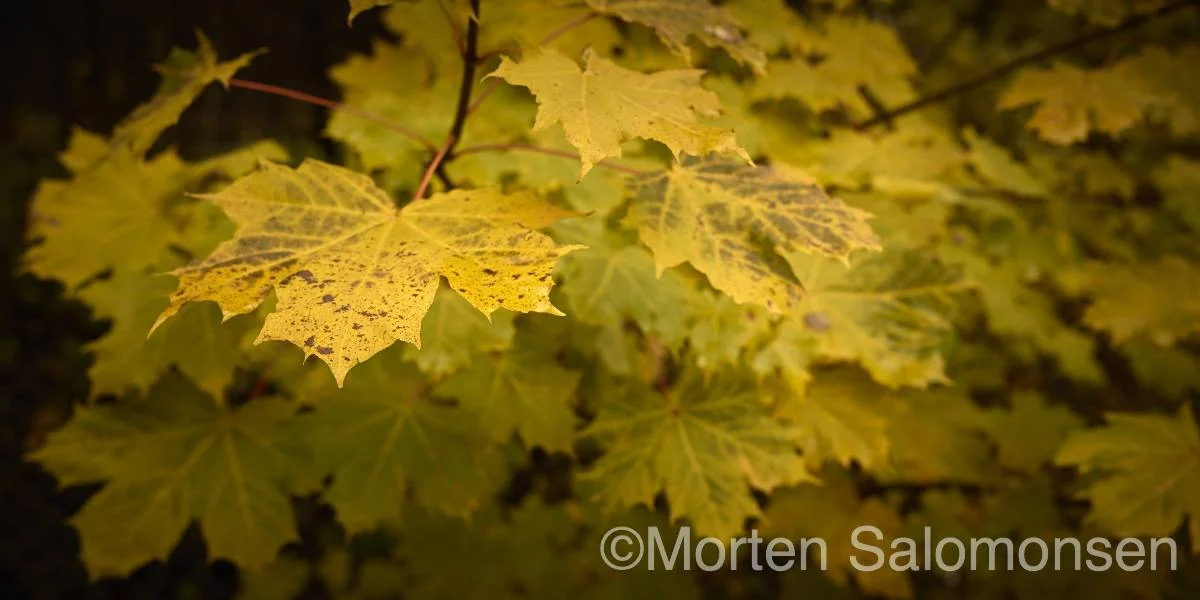 CF000356-1200px-MortenSalomonsen_v1.jpg