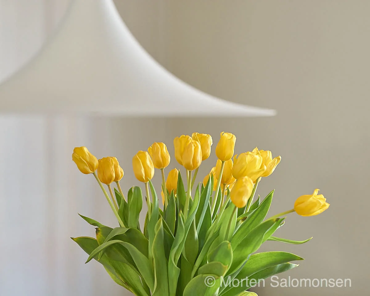 Tulips (1/60s @ f/4.8, 75mm ISO 800)