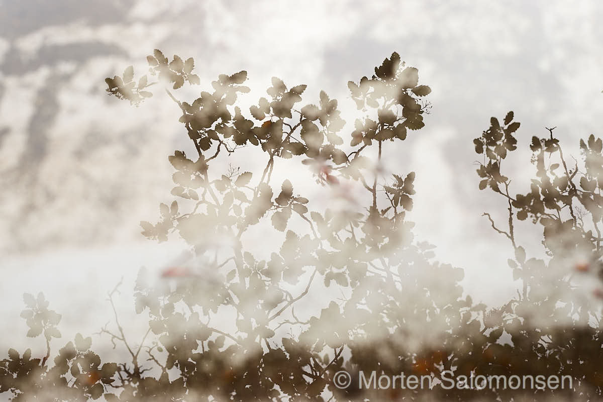 Sorbus intermedia, Swedish whitebeam. (1/100s @ f/5.6, 50mm equivalent, ISO 100)