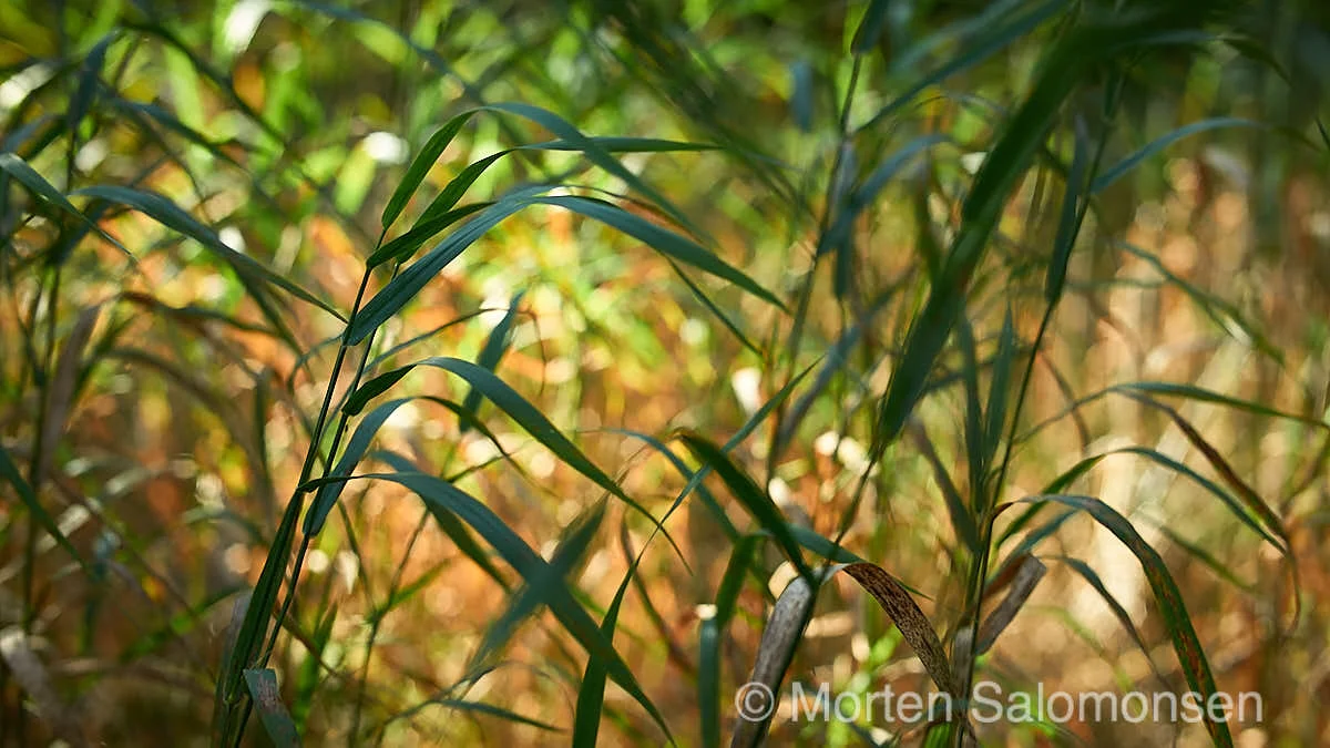 Reed (1/180s @ f/4, 50mm, ISO200)
