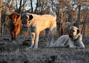 Titan and Amee, Turkish Kangals at Natural Born Guardians