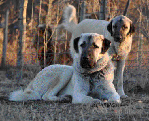 Titan and Amee, Turkish Kangals at Natural Born Guardians