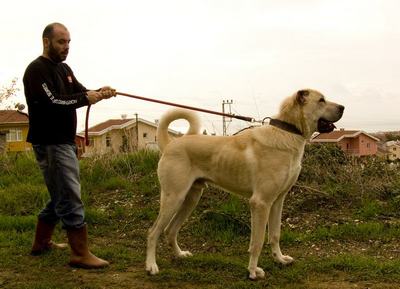 turkish boz shepherd