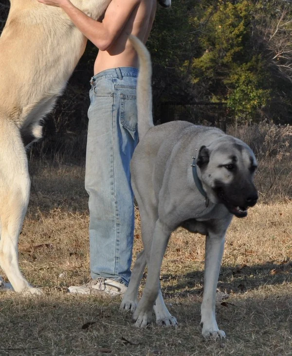 Turkish Kangals — Natural Born Guardians