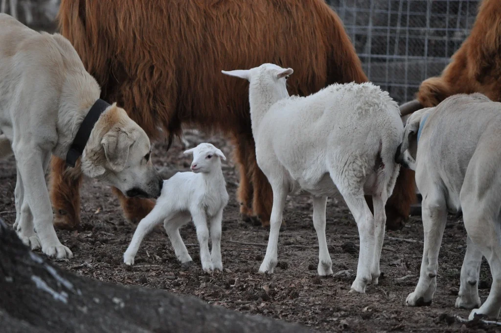 ,checkingoutlamb.jpg