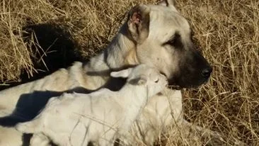 anatolian boz shepherd