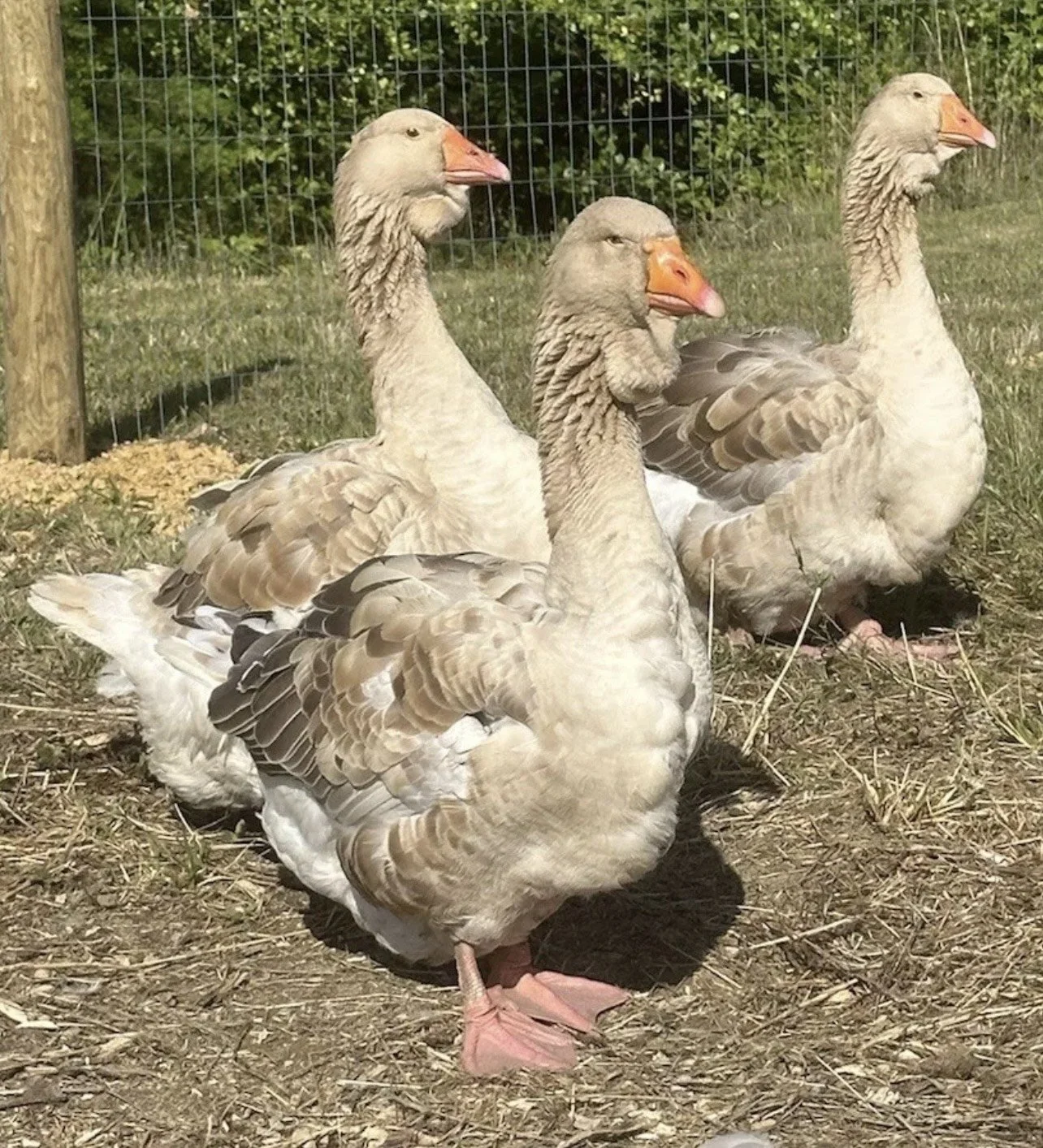 image_123650291 (38).JPG