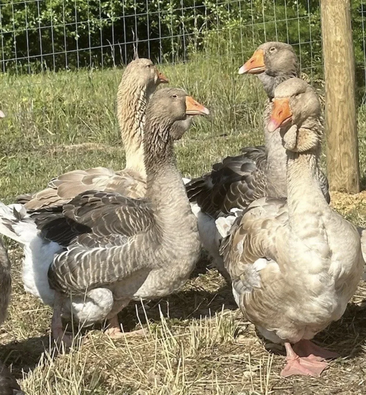 image_123650291 (32).JPG