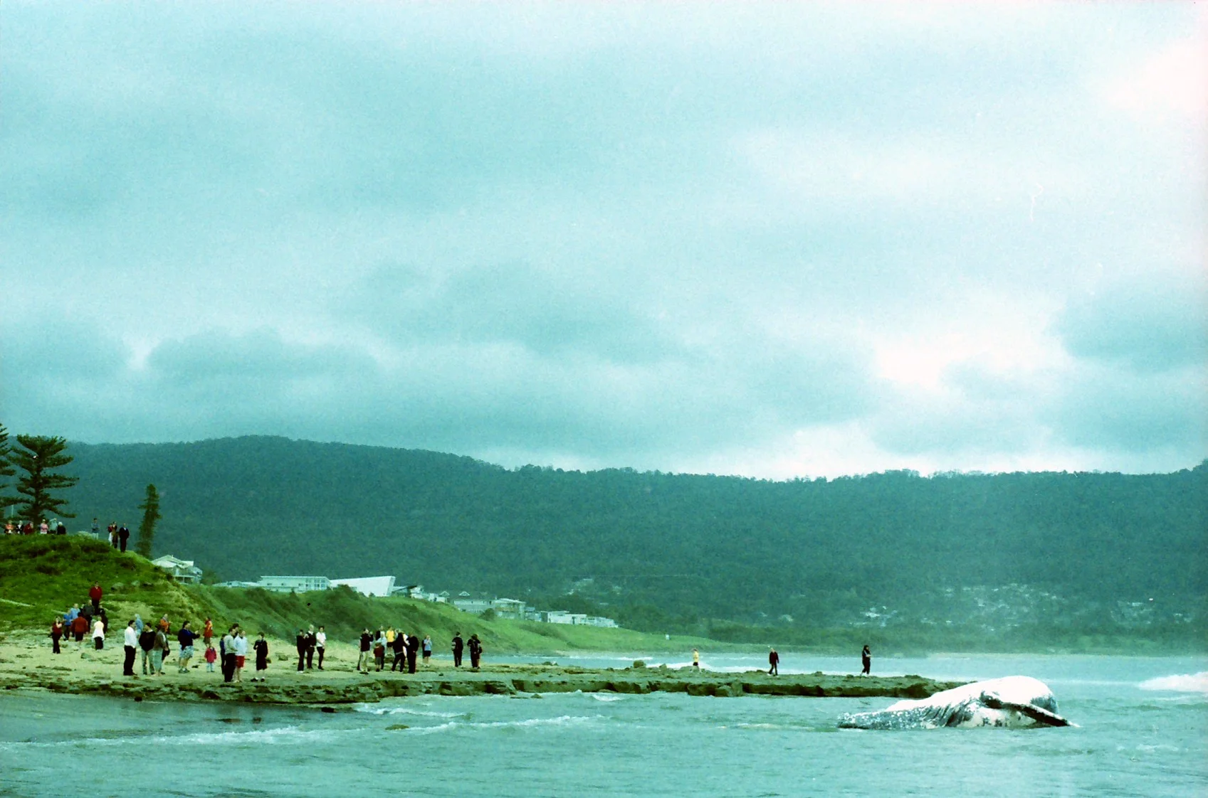 whaley