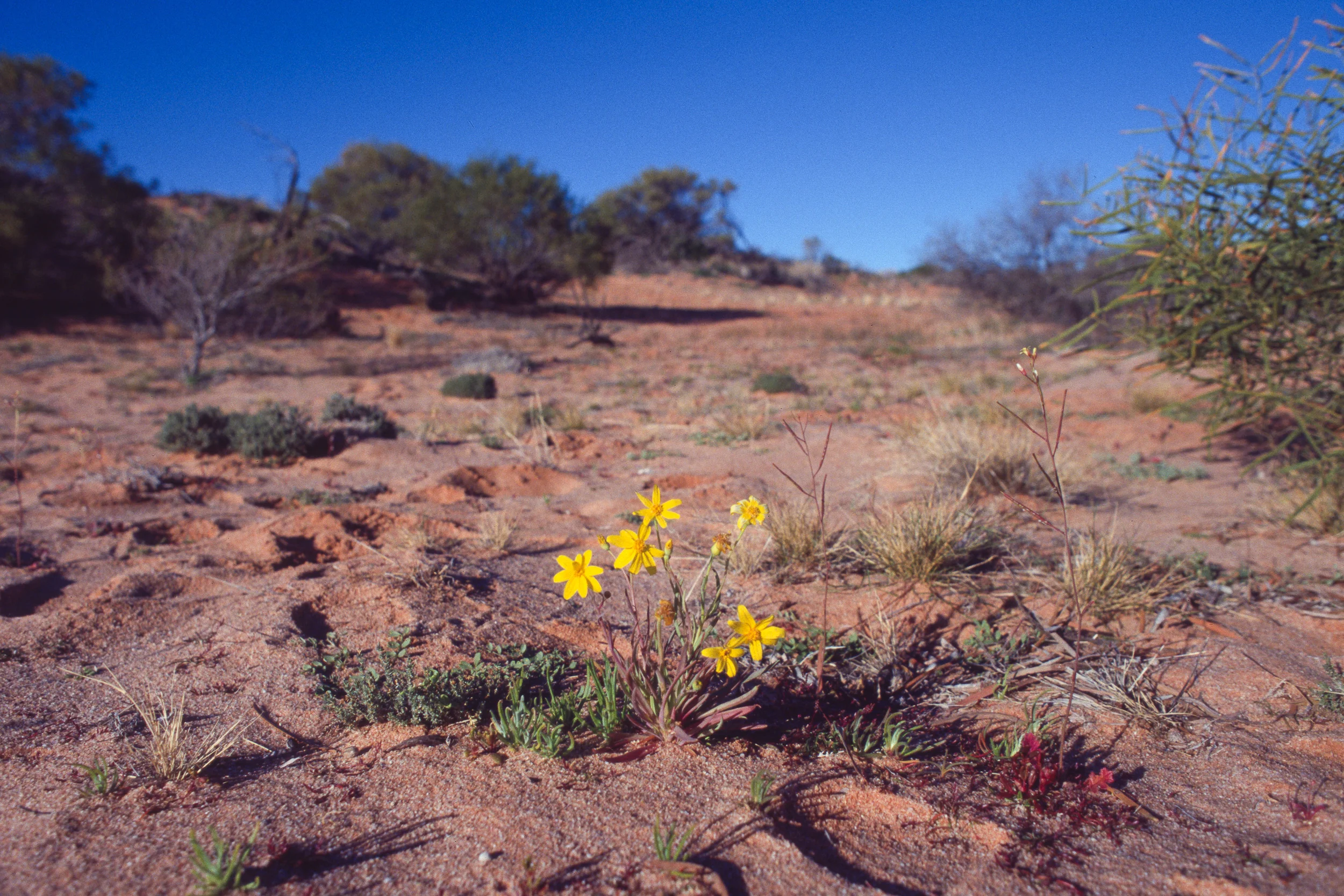 Wild Weeds