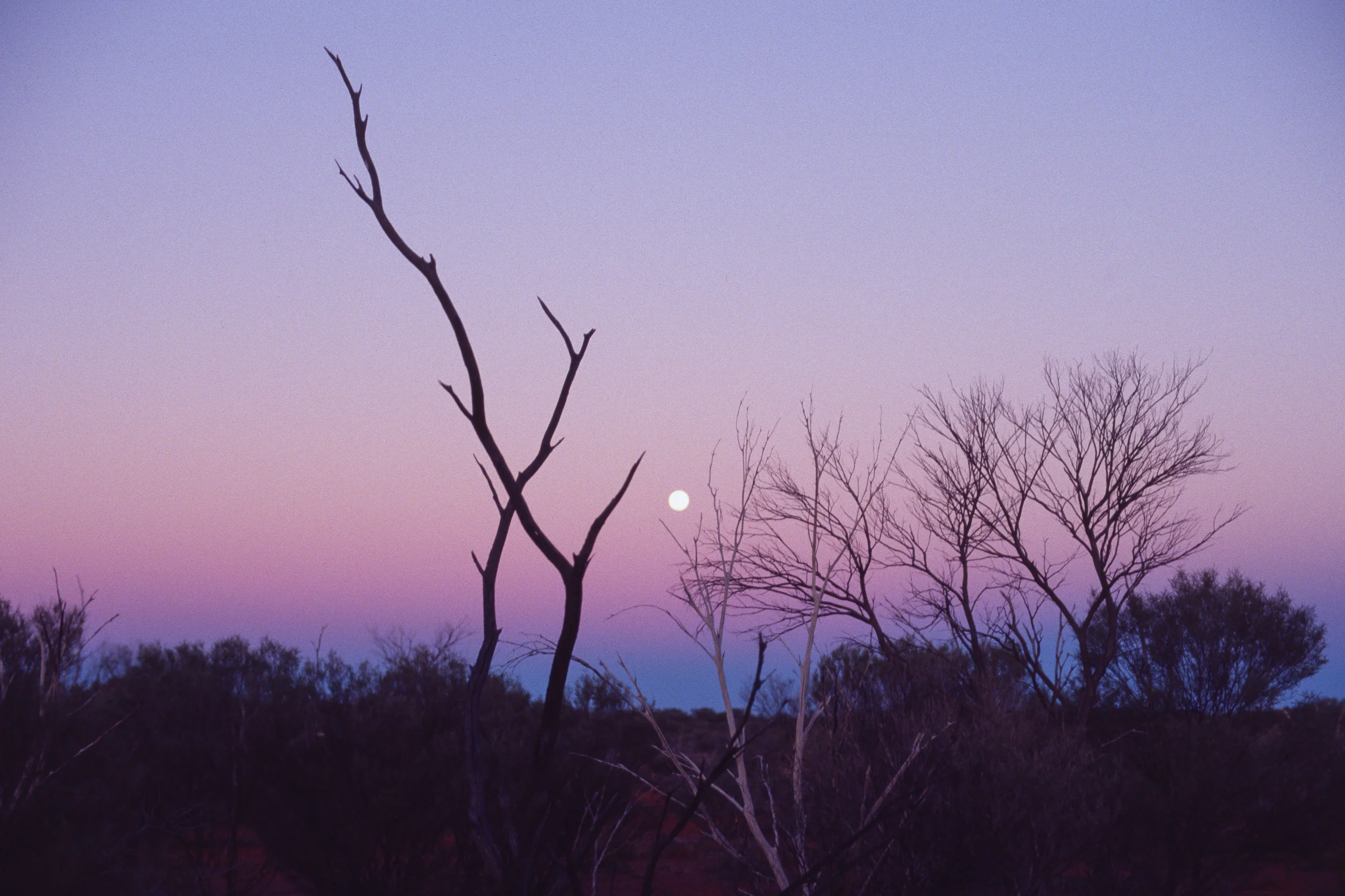 Desert Dusk
