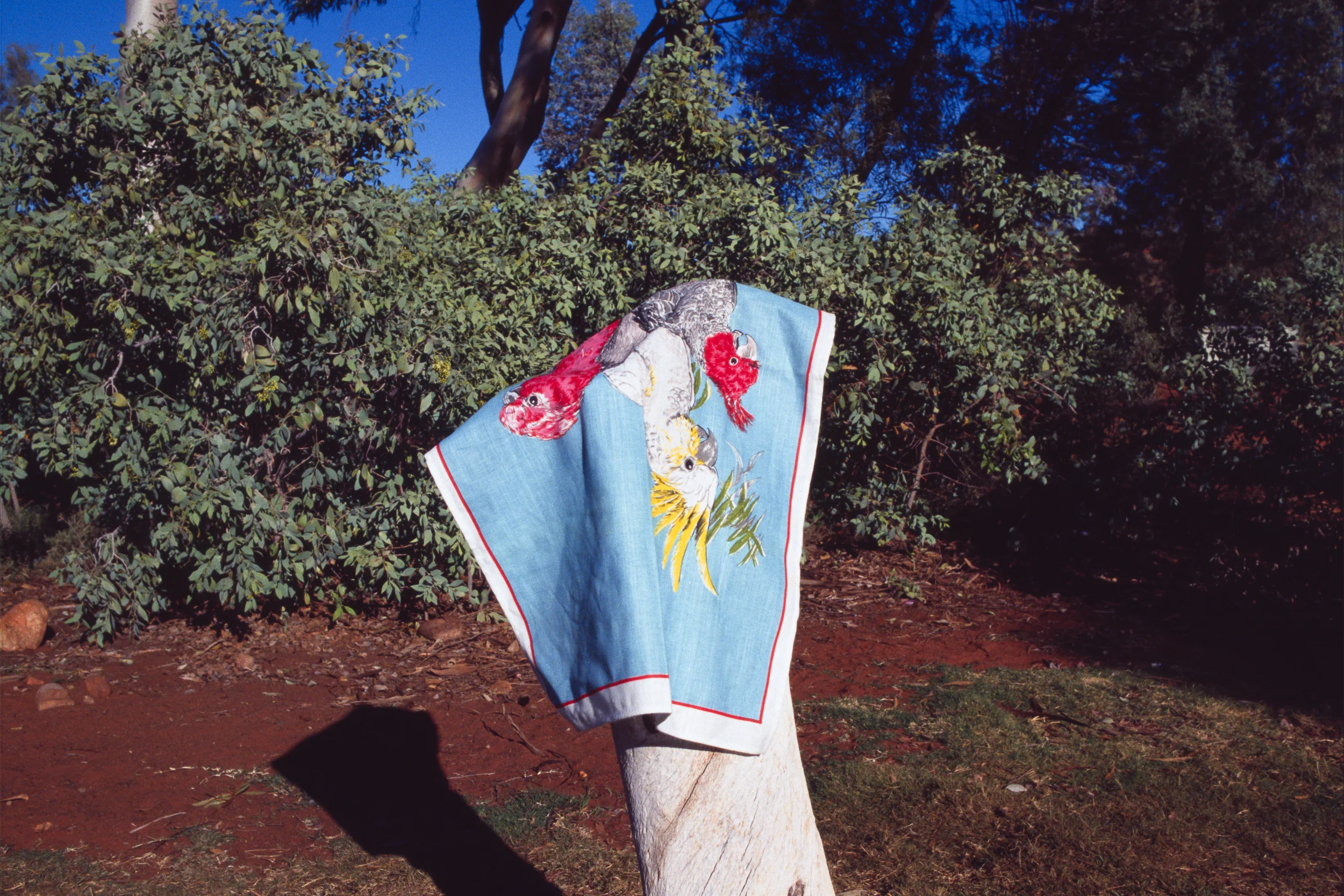 Cockatoo