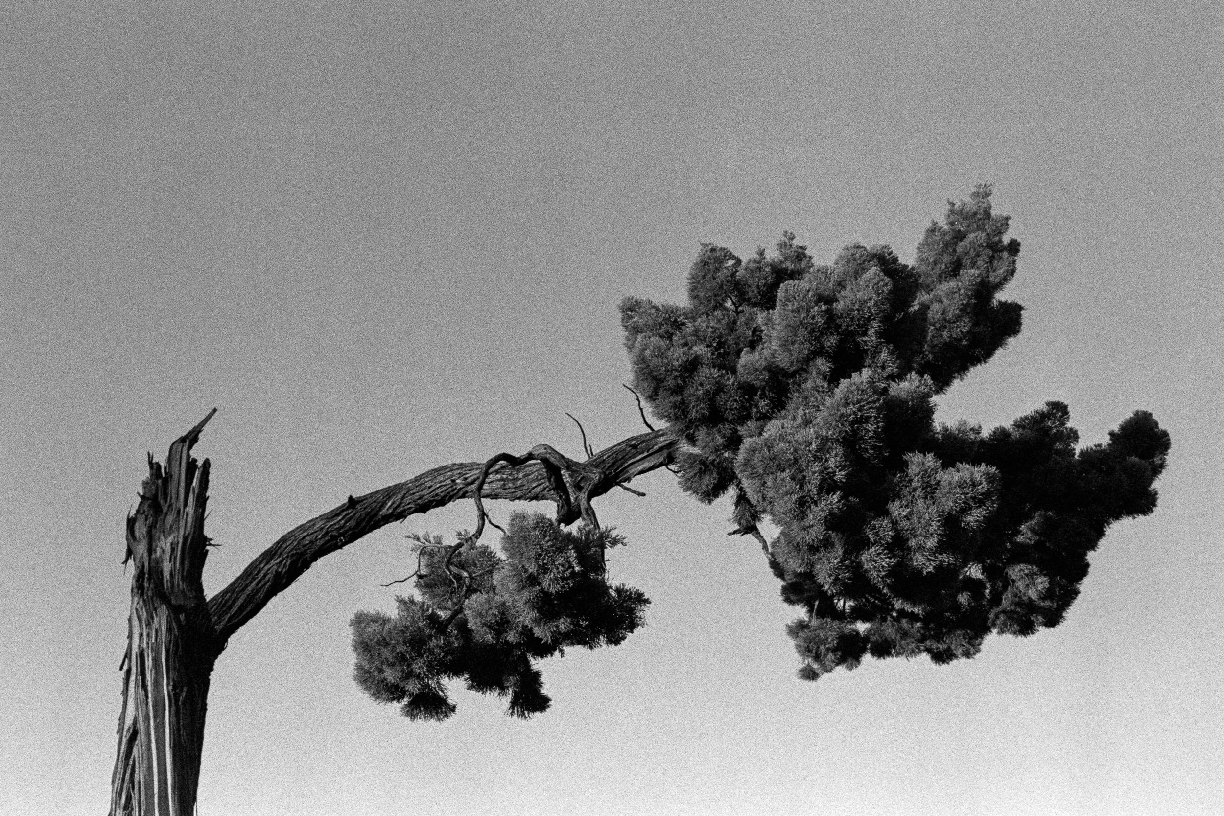 Ancient Tree