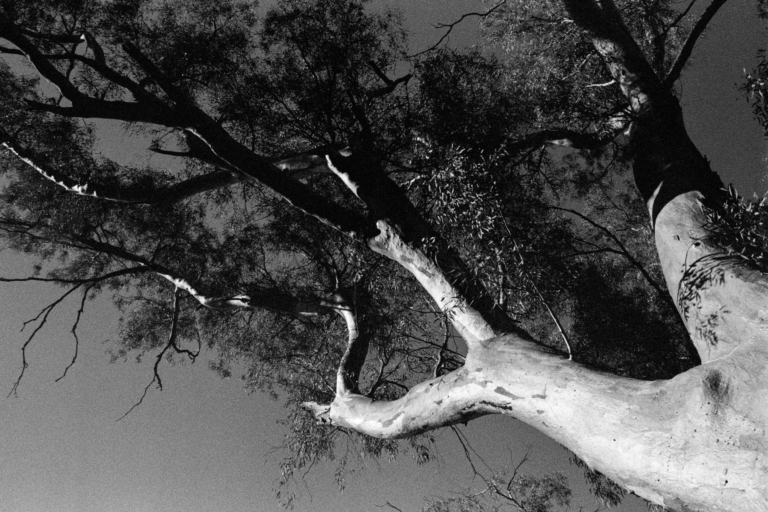 Silver Eucalyptus