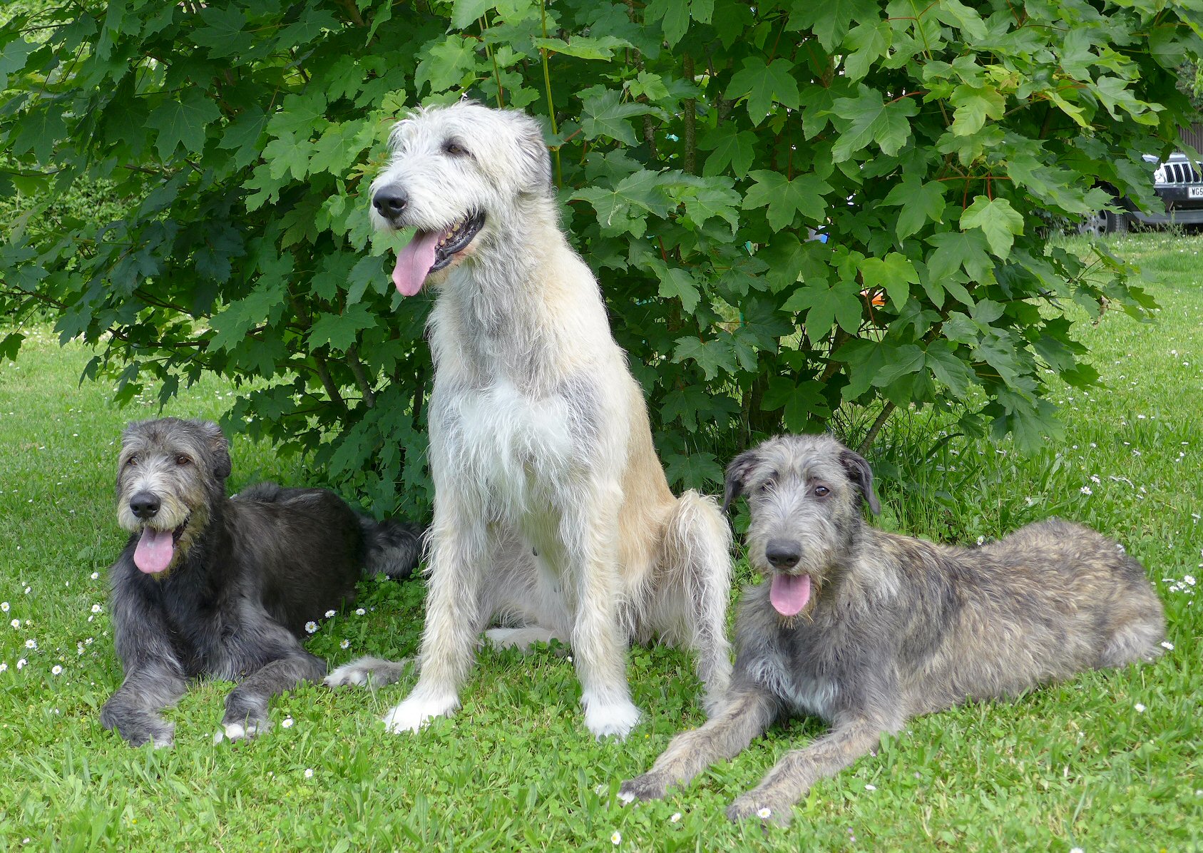 May 2016, from left, Daisy-Team Moalands Meadows of Heaven, Ellie-Irdalens Daylight and Tilly-Xaliburs O"Tilly.