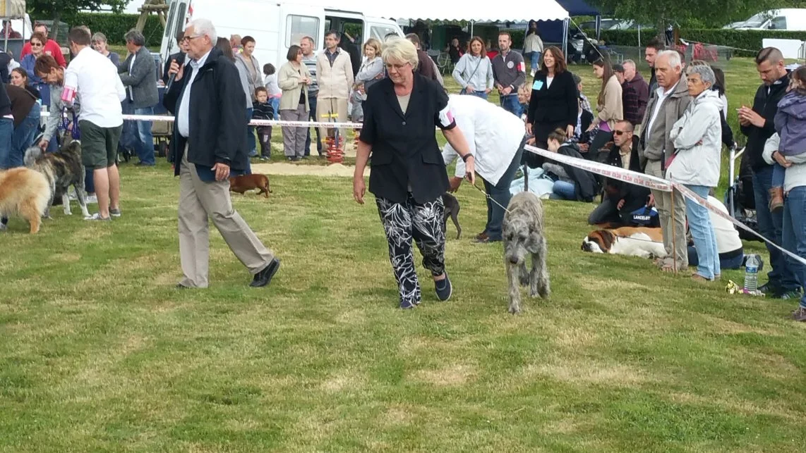 Here is Tilly, Xaliburs O"Tilly having won Best Puppy in Breed in the Best puppy in show ring judging.