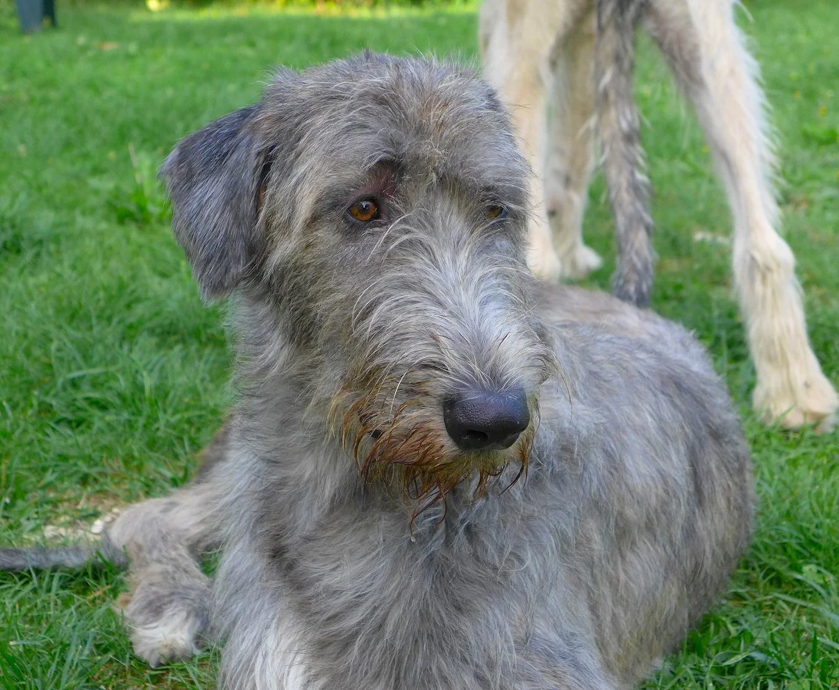 Tilly in the Garden.jpg