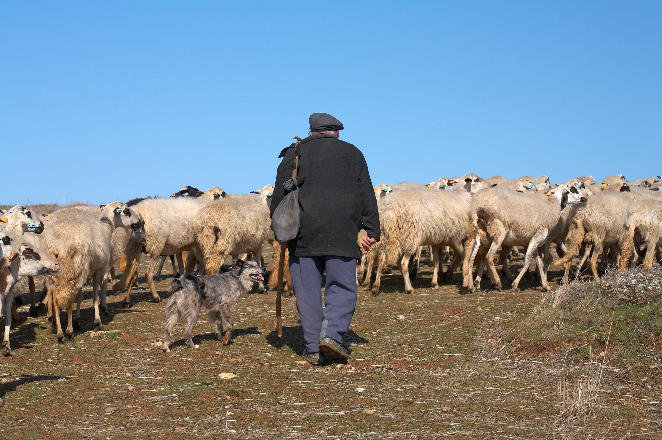 The Good Shepherd