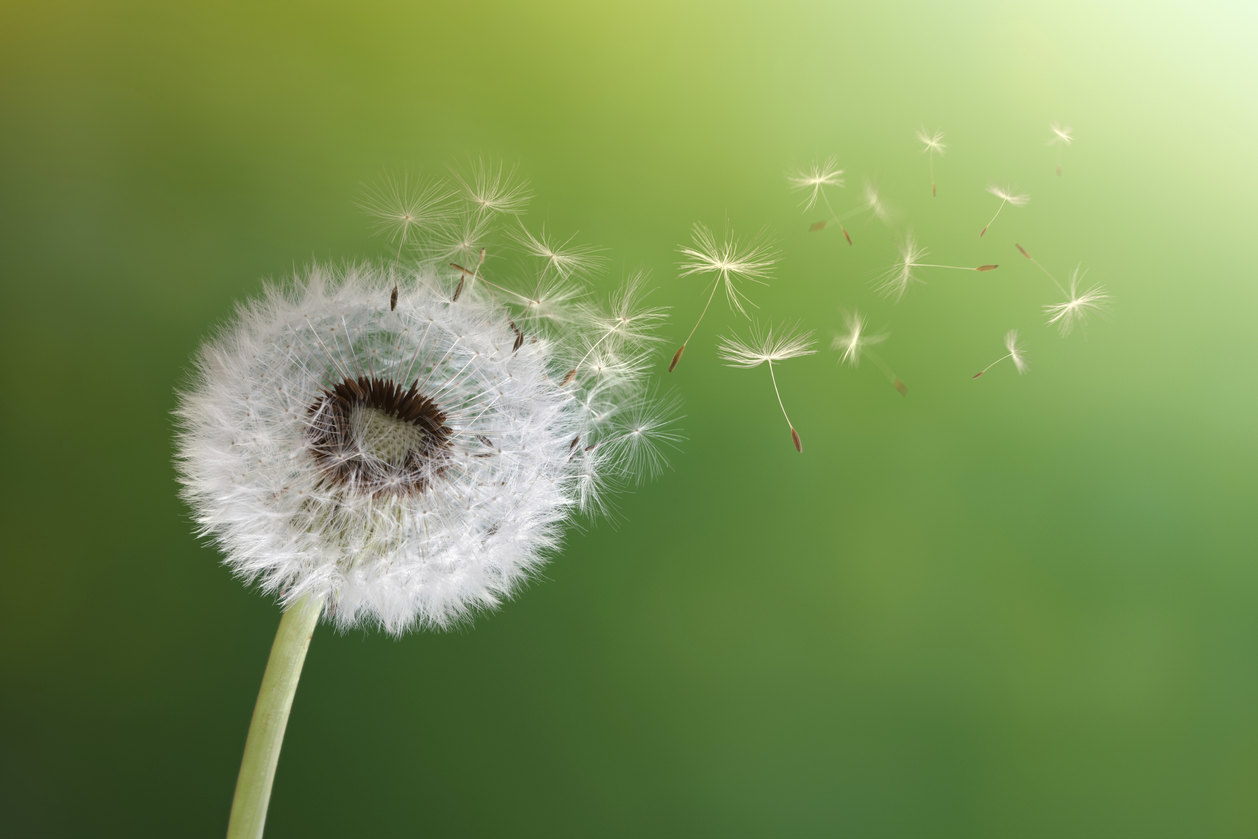 In Praise of the Dandelion