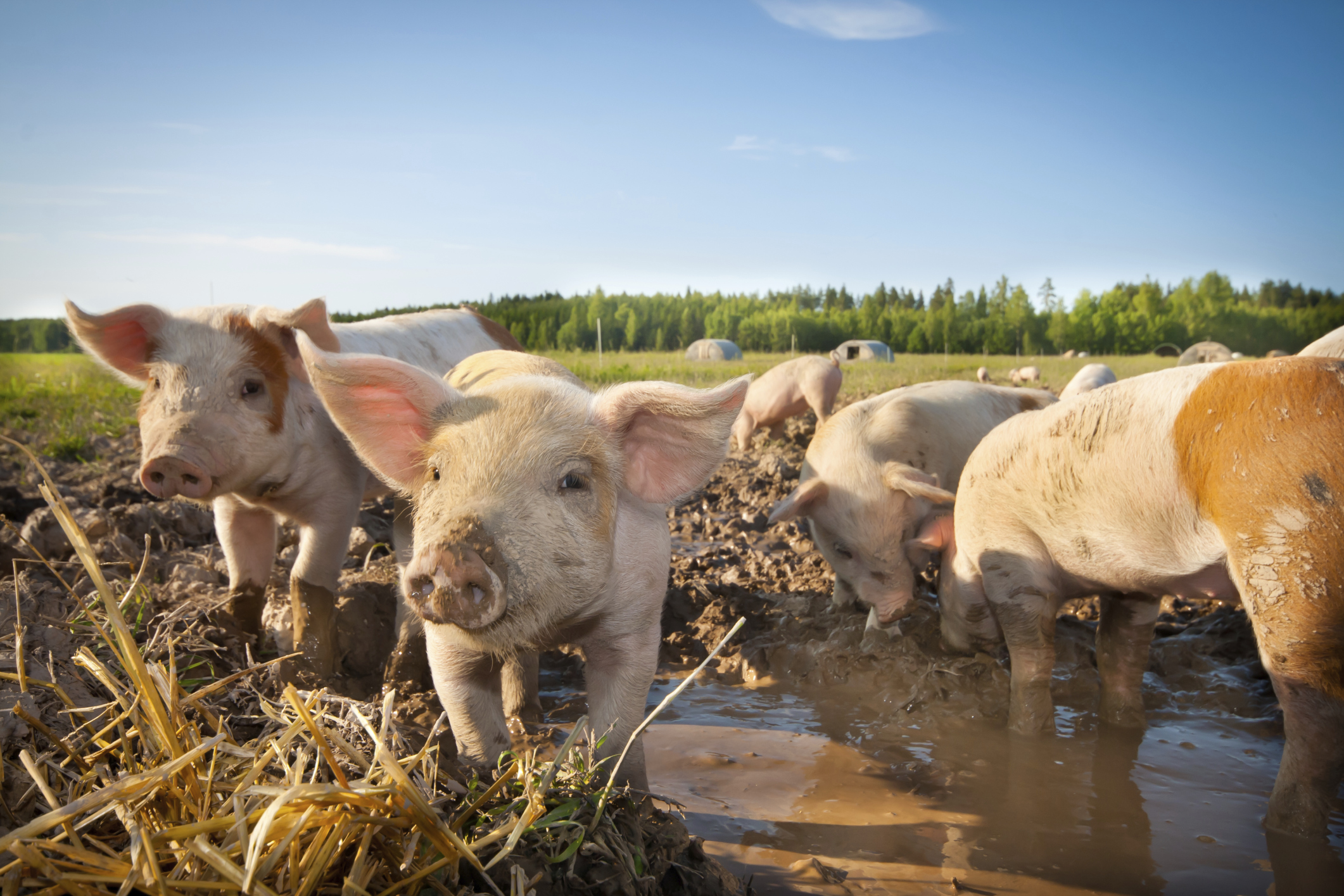 Connecting History and the Bible - Should We Eat Pigs?