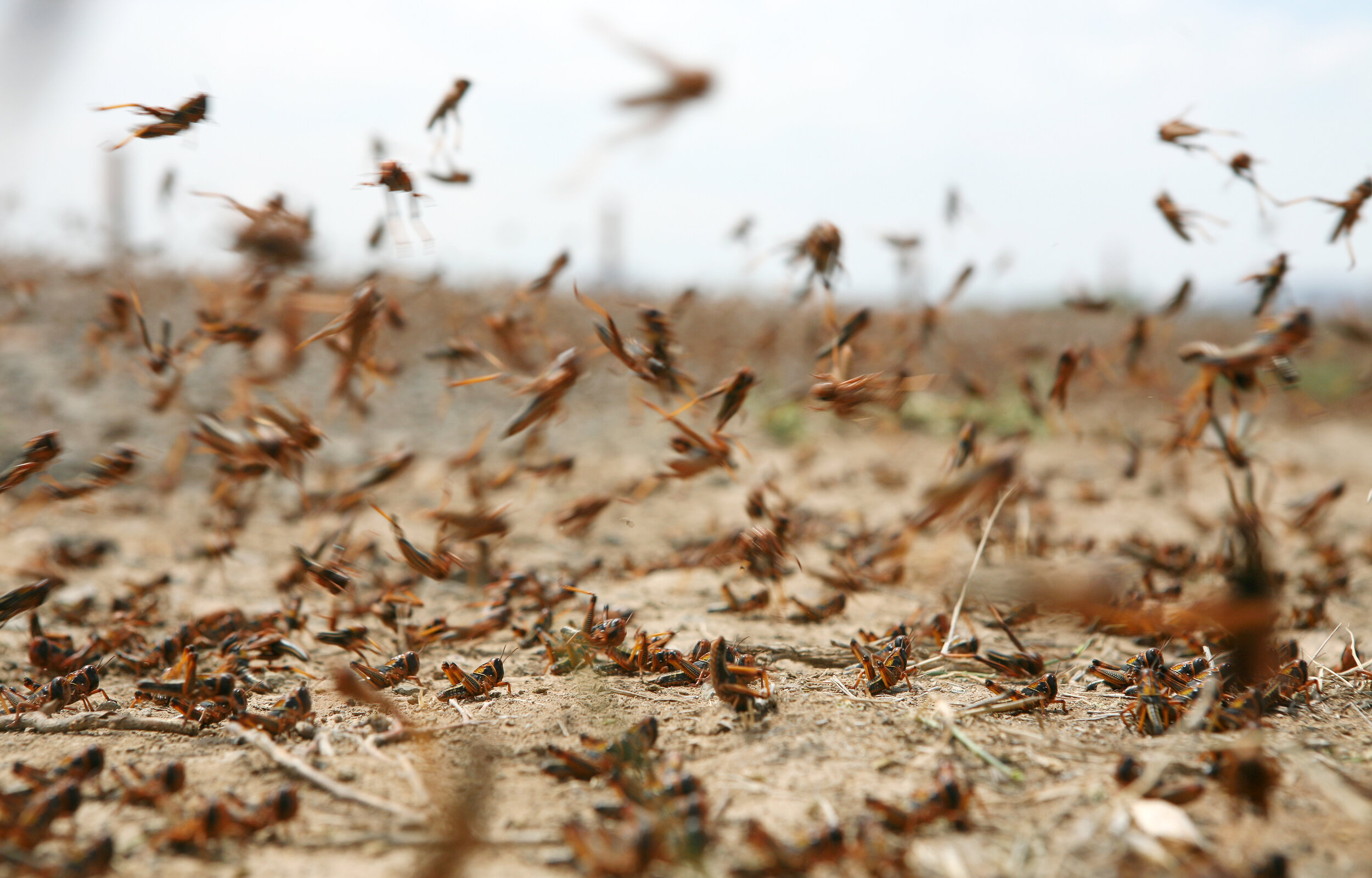 Locusts Today and Locusts in the Future