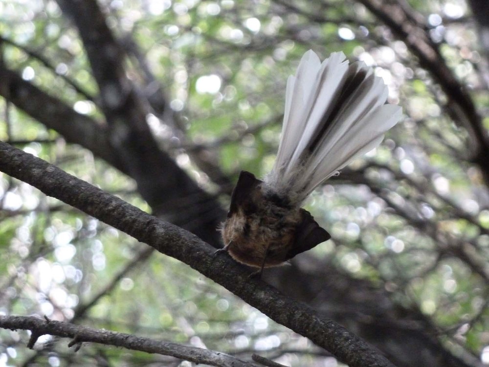 A Picture Of A Fantail! Finally!