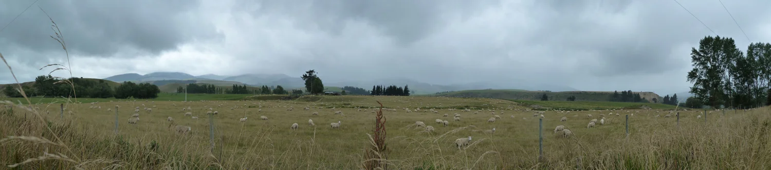 10_Sheep.jpg