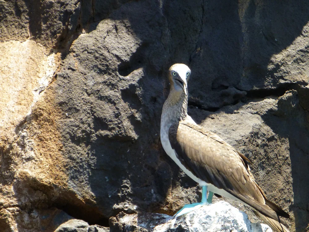 Blue-footed Booby