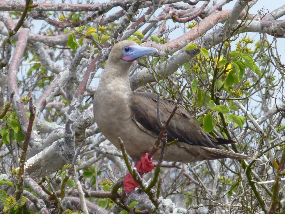 Red-footed Booby